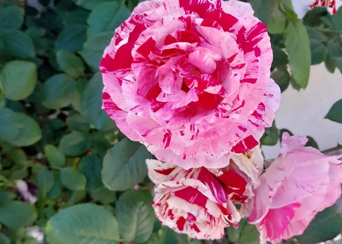 Terra D'aspra Багерия